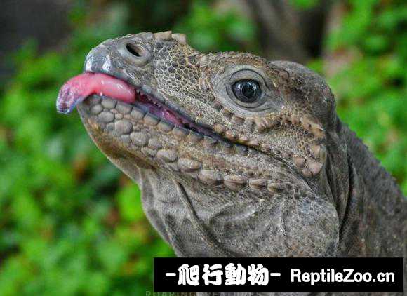 225353y5pckjlueepcclxy.jpg