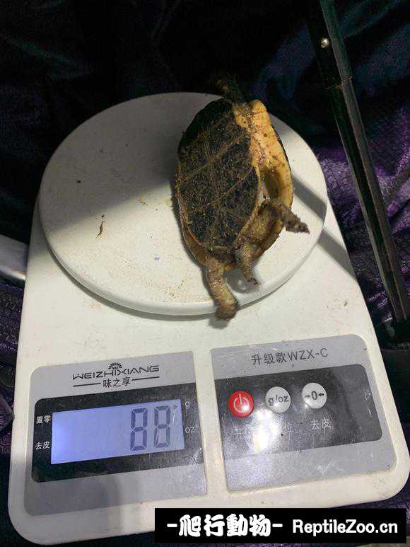 230455n08kvh281tk0zhwk.jpg