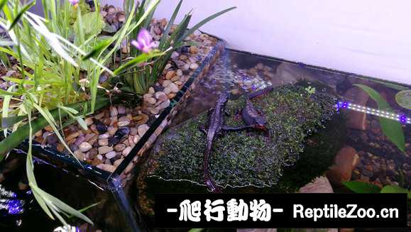 231652iapqaua1qa4b2pap.jpg