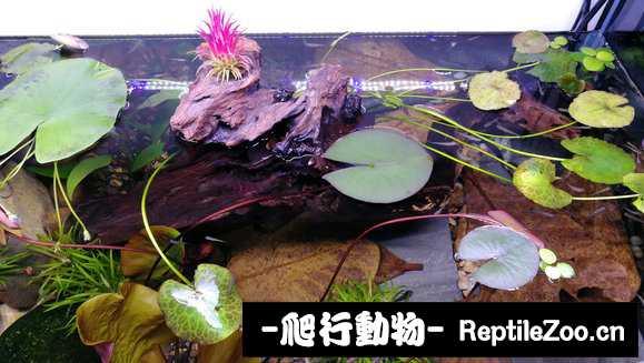 231653ndakx16x3pa1xw81.jpg