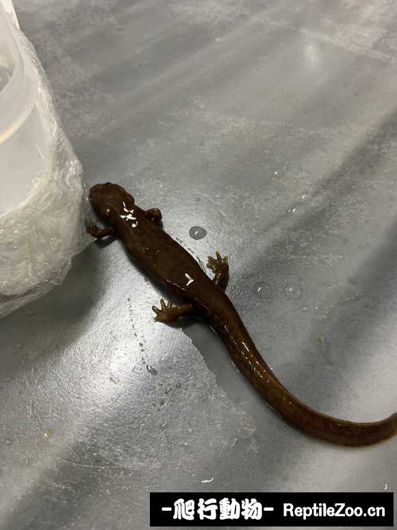 232747yapepspp31aalqao.jpg