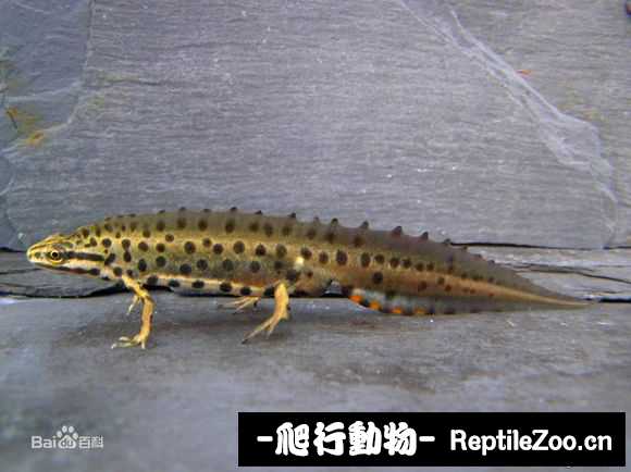 232954ogn4ti7nyxxoa4uo.jpg