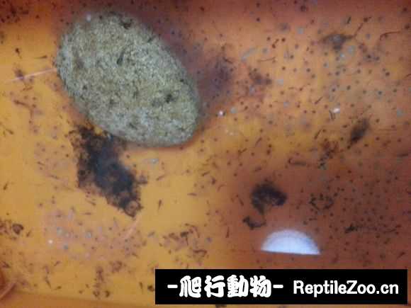 233945zrjr0icc0rgao09o.jpg
