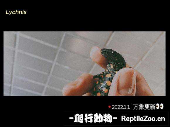 235955oit7uounlnpo2krt.jpg