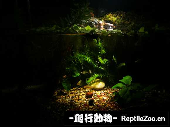 021518tfvqrm2mq2riciq9.jpg