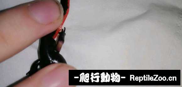 042505dcz937387fc0n09n.jpg