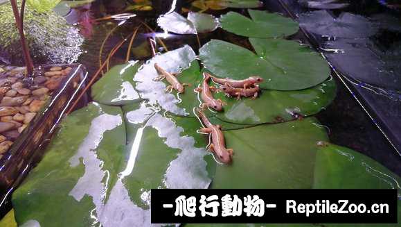 060510ccsrf4rchqldp1le.jpg