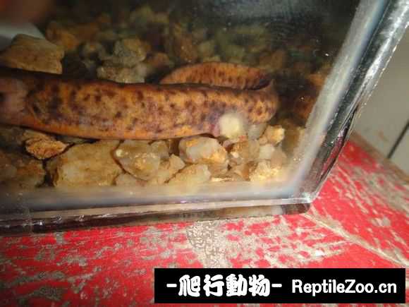 073012mb033ybob8w116oj.jpg