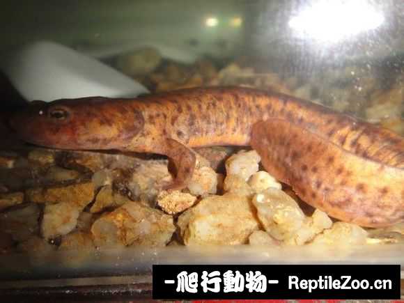 073014rz6os3o243caxxxn.jpg