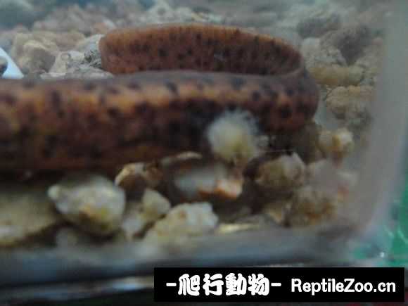 073016clopa4o3p2vfmn2a.jpg