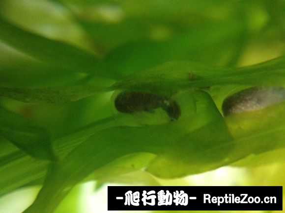 081010zuffk46q44dctdto.jpg