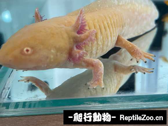 084414zkzw3puomgom82wp.jpg