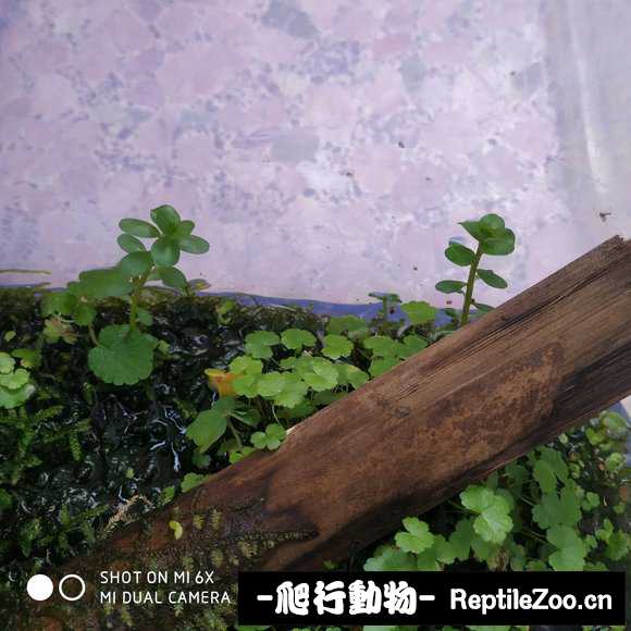 084816atti038id8y3sqtx.jpg