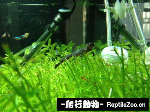 085020hlzo414lon5oloyb.jpg