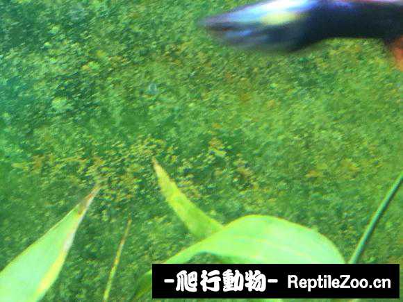 085031ppgi11pgygt4guil.jpg