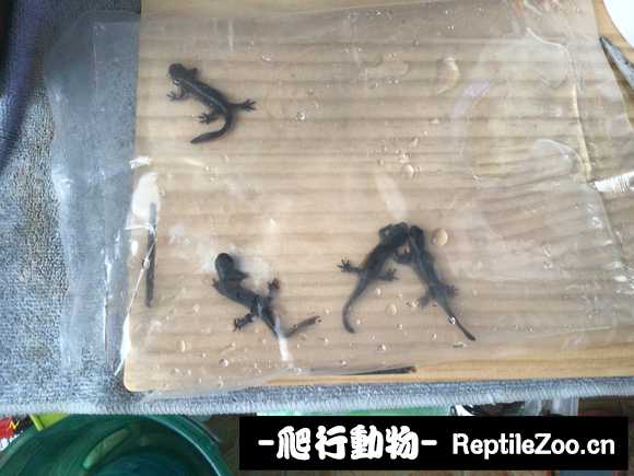 085237sk1kk5wg63sex1qq.jpg