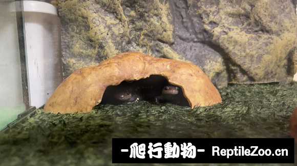 085824ty5gywfz4kt4owtr.jpg