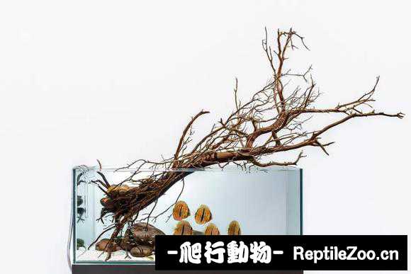 085844buuginsubc8gip3i.jpg