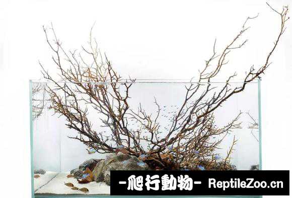 085845n7799tshl6lmlpwt.jpg