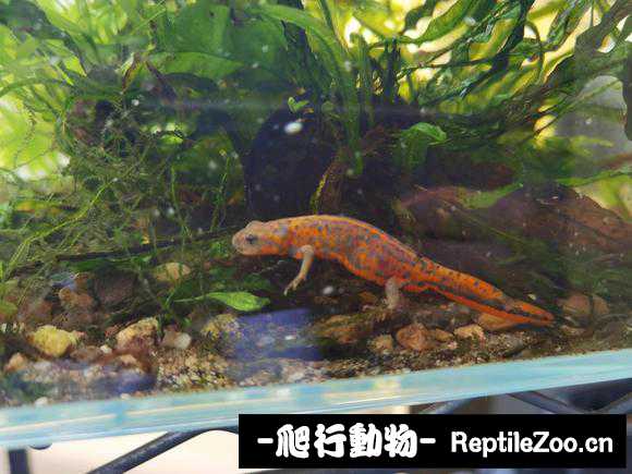 155056cf8hig0vh7rh7iga.jpg