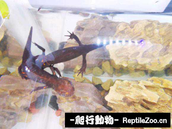 163518rekuiyqqyx8u49qx.jpg