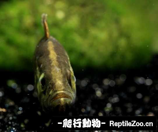 225520xhesugpsgs9ppssa.jpg