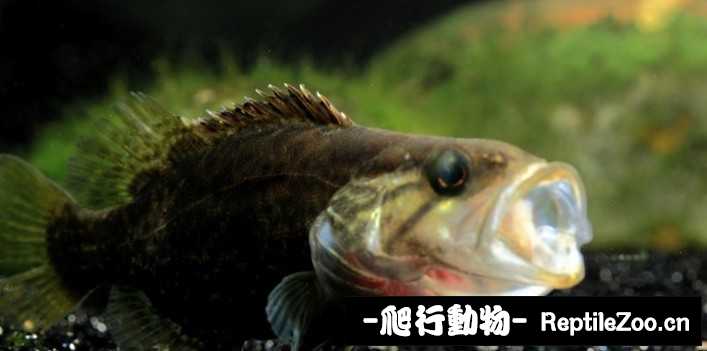 225521fgqrzggrrdzqqqge.jpg