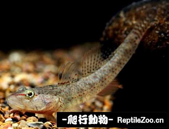 225522ribbk74eb1474477.jpg