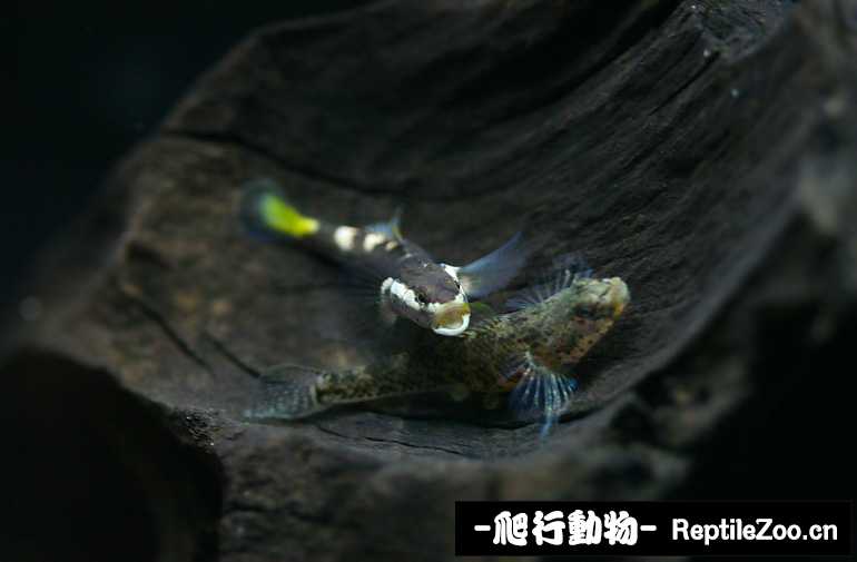 230515qnzpmp5f3yjiu3cu.jpg
