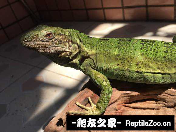 173258rzv13bg31u3tcz9z.jpg