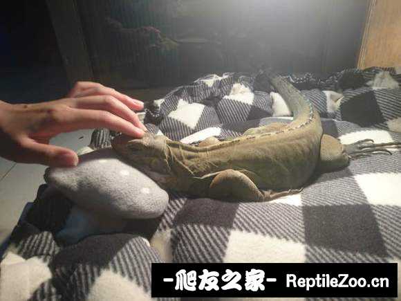 174035xcdt3cc2hlux2lov.jpg