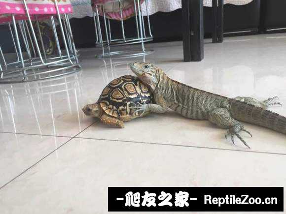 220037re30df5x60q5p35x.jpg