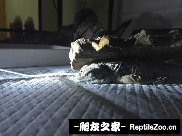 223509vequpttzs1l5qufu.jpg