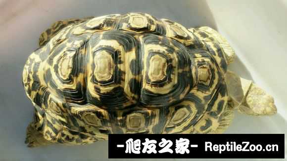 195220cswxpeh86q68a9zj.jpg
