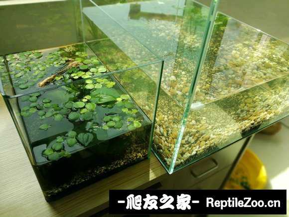 200951f0911cnggfnsx03a.jpg