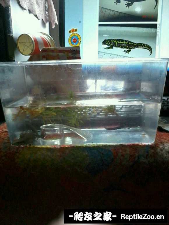201037p87jc6bm5wqqabjy.jpg