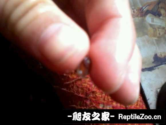 201038fncj9efexo8njgog.jpg