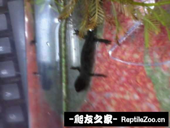 201046hfyzdxeh2ivxxe0d.jpg