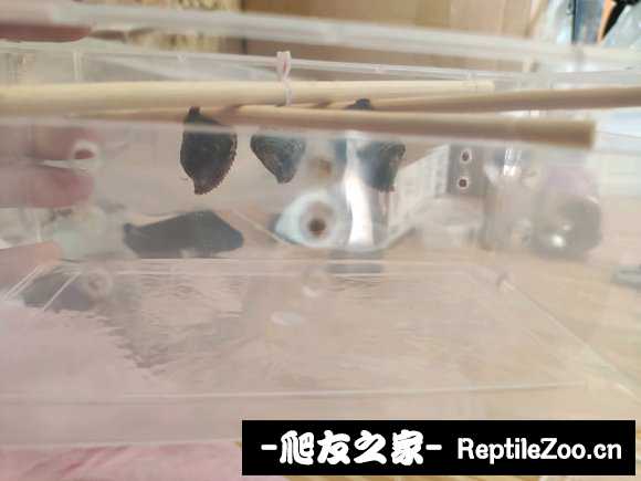 202953oepf2oa020q7wh27.jpg