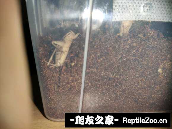203004smff5s51fb11rm5r.jpg