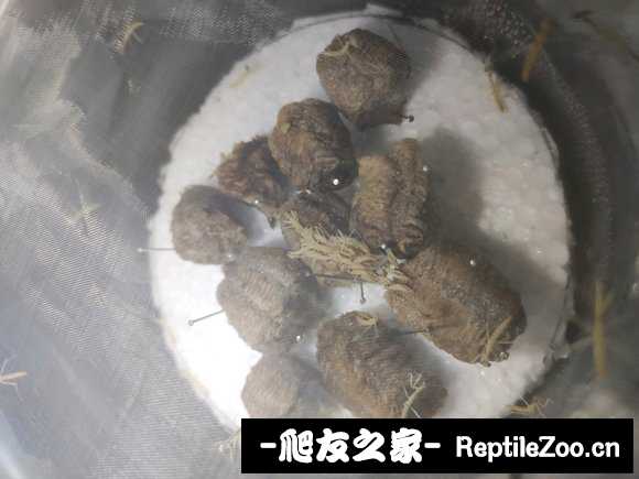 203028ib0leoils03jc4jj.jpg