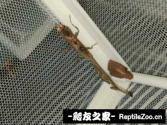 204403gtki2b7hfan2knv7.jpg