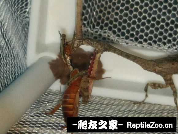 204403s4yuzxxssvz0n4c4.jpg