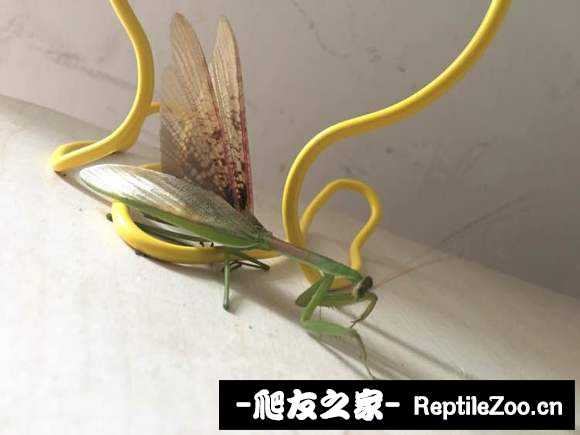221037zvss67kab29immkf.jpg