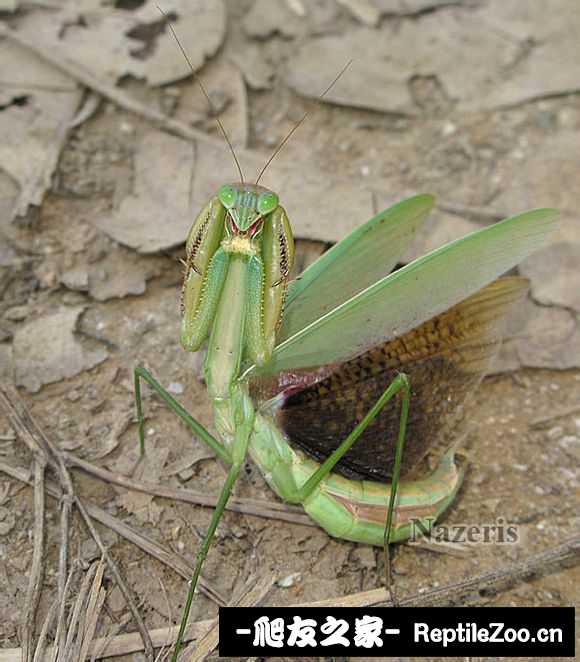 224833d2ojqojdhmwslwd5.jpg