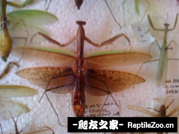 224833ral96ua6mg8auzsx.jpg