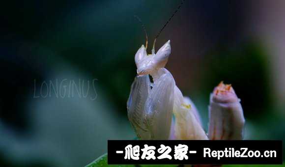 224915s3181z083qzbf01z.jpg