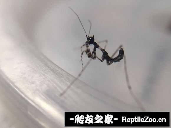 225601sn8q9xlq95rkpn1k.jpg