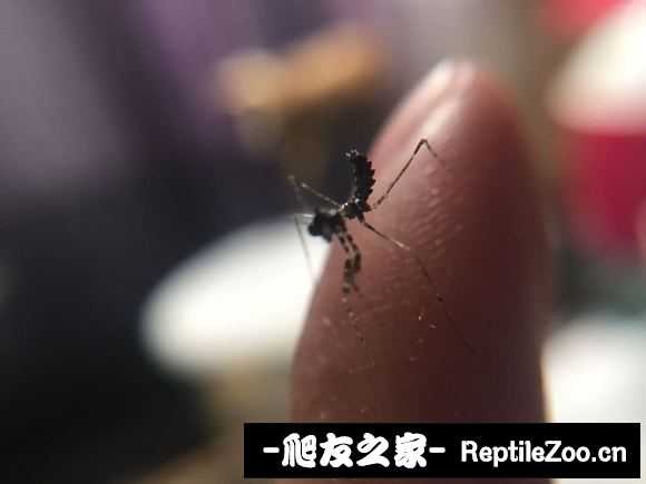 225604ybg3wcwtluw2ou8a.jpg