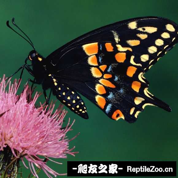 230332rf1z0446w46wwv94.jpg